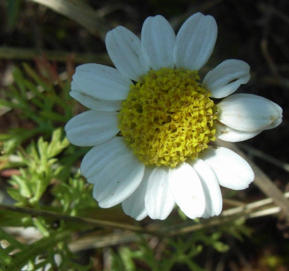 Anthemis?